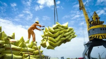 خطوات حكومية لتعزيز صادرات الأرز ومواجهة تقلبات الأسعار في الأسواق الدولية